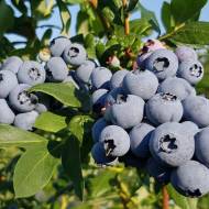 Саджанець Лохина Брігітта в контейнері